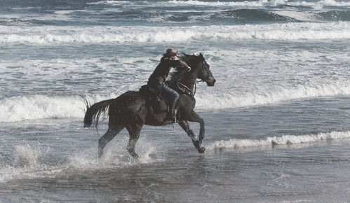 Man, cowboy riding a horse on the beach