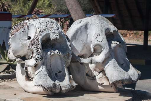 Skulls of Elephants