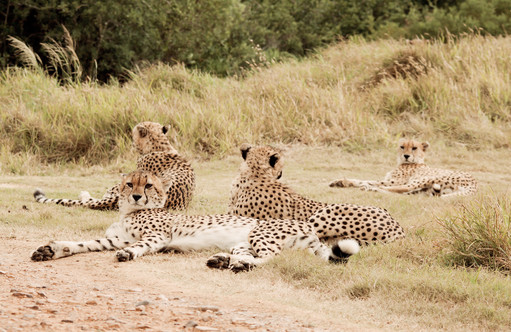 Cheetah,-South-Africa