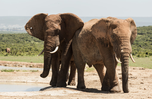 Elephants Family, South Africa