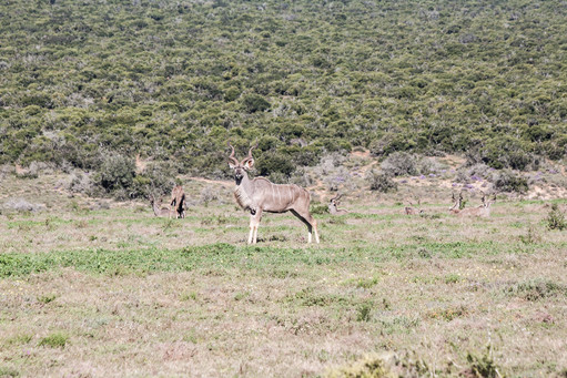 Wild Antelopes, South Africa