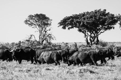 A Herd of Antelope