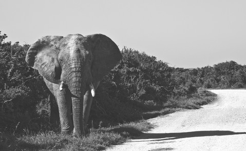 Elephant, South Africa