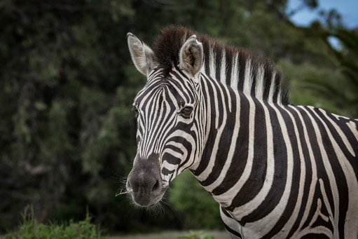Portrait of a Zebra