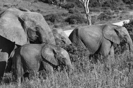 Elephants Family, South Africa