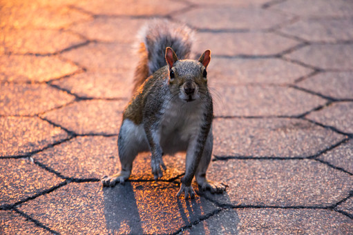 Squirrel in the City