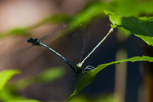 Dragonflies in Love