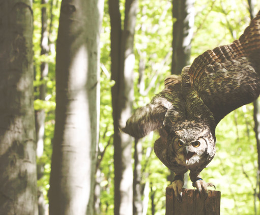 Owl in the Forest