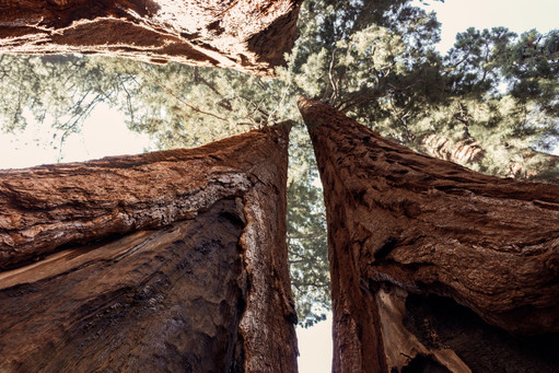 Big Trees in Sequoia National Park