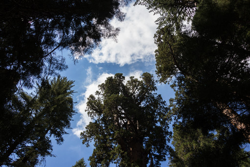 Big Trees in Sequoia National Park