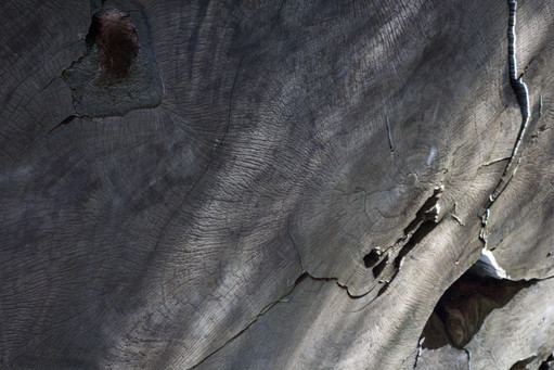 Sequoia wood