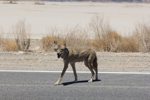 Coyote In Death Valley National Park California