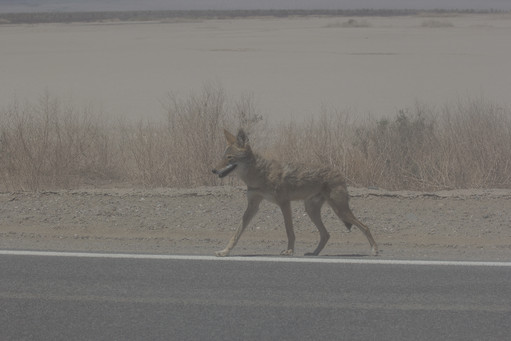 Coyote In Death Valley National Park California