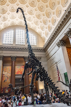 Museum of Natural History, New York