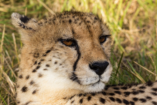 Cheetah Portret