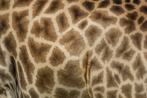 Giraffe fur pattern