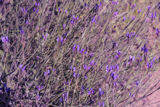 Spring violet flowers