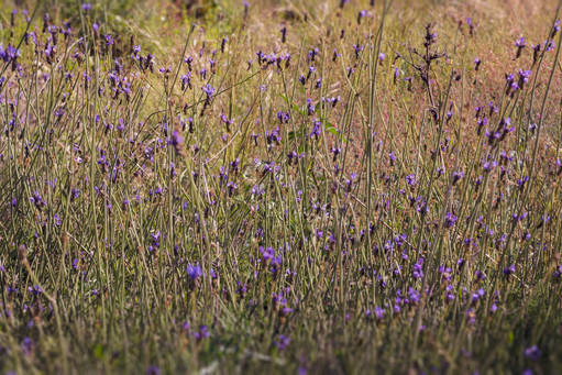 Spring violet flowers