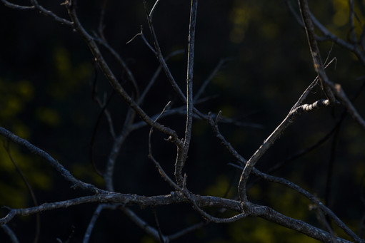 Dark-tree-branch