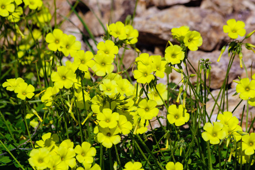 Yellow-spring-flowers