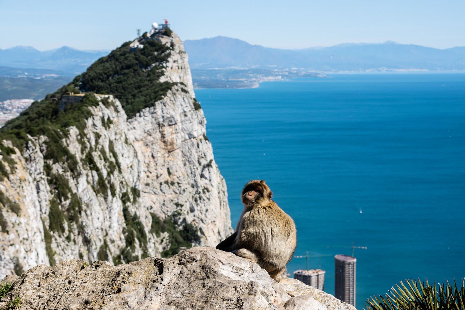 are dogs allowed at the rock of gibralter