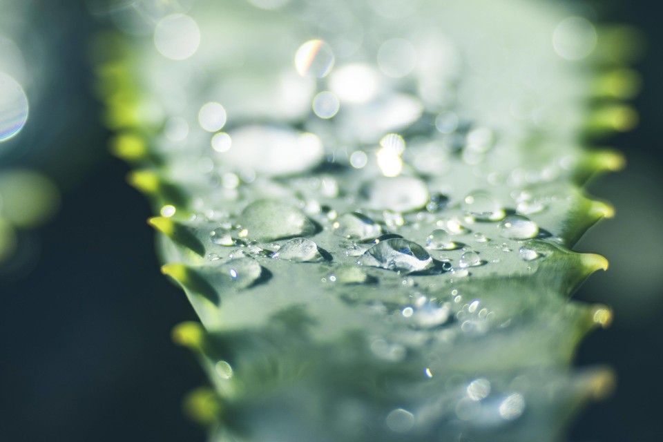 Water drops on Aloe Vera Leaf 