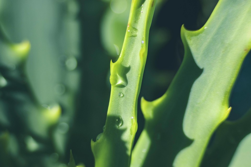 Fresh, Green Aloe Vera Plant 