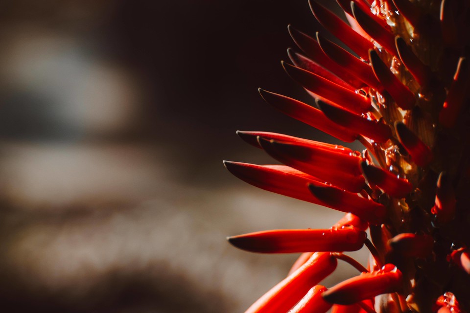 Red flower, Vibrant floral ecosystem